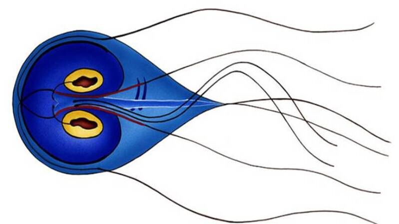 Giardia, parazit v lidském tenkém střevě