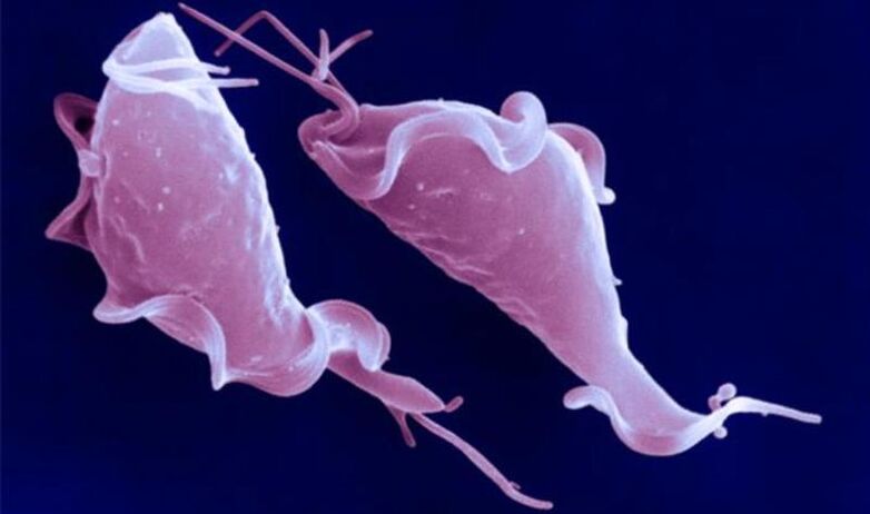 Trichomonas vaginalis je prvokový parazit, který způsobuje neplodnost.